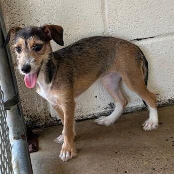 Scuba -  Terrier Dog for Adoption in Edinburg, Texas - Scuba | PetCurious
