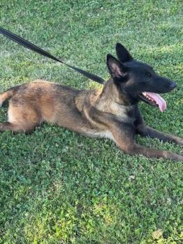 Belgian Shepherd Malinois Dogs Available for Adoption in Imlay City, Michigan - Keira - Located In OK | PetCurious