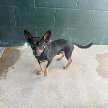 Johnny Appleseed -  Terrier and Mixed Breed Dog for Adoption in Carencro, Louisiana - Johnny Appleseed | PetCurious