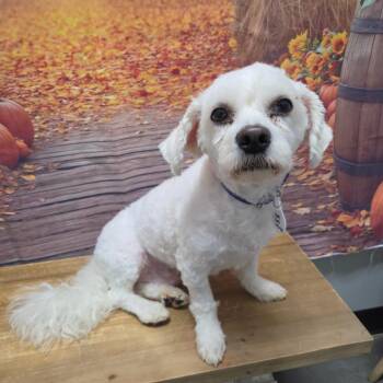 Norbert -  Bichon Frise Dog for Adoption in Normal, Illinois - Norbert | PetCurious