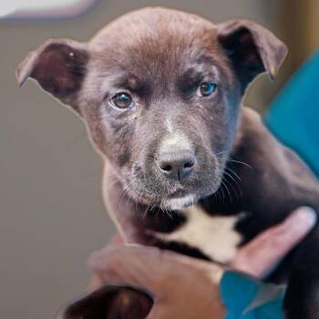 Labrador Retriever and Pit Bull Terrier Dogs Available for Adoption in South Elgin, Illinois - Wishbone | PetCurious