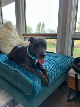 Sapphire -  Pit Bull Terrier Dog for Adoption in Denver, Colorado - Sapphire | PetCurious