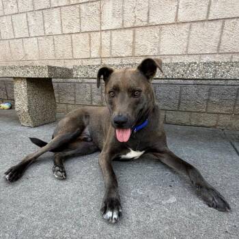LA3434 Rambo -  Mixed Breed Dog for Adoption in Port Washington, New York - LA3434 Rambo | PetCurious