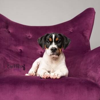 Luna -  English Bulldog and Beagle Dog for Adoption in Chester Springs, Pennsylvania - Luna | PetCurious