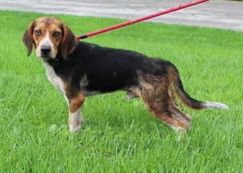 Roadie (12357) -  German Shepherd Dog Dog for Adoption in Heath, Ohio - Roadie (12357) | PetCurious