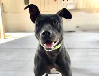 American Bulldog and Mixed Breed Dogs Available for Adoption in Brunswick, Georgia - Fleetwood | PetCurious