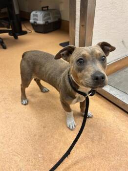 PELUSHAIN 2 -  Terrier Dog for Adoption in Martinez, California - PELUSHAIN 2 | PetCurious