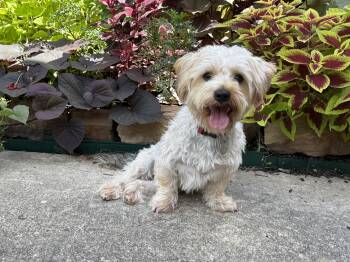 Rescue Yorkie Poo Dogs for Adoption in Houston, Texas - Pup Leo | PetCurious