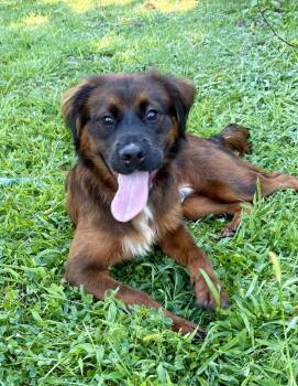 Barney -  Retriever Dog for Adoption in Hazlet, New Jersey - Barney | PetCurious