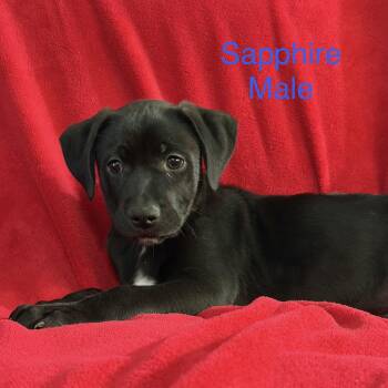 Sapphire -  German Shepherd Dog and Husky Dog for Adoption - Sapphire | PetCurious