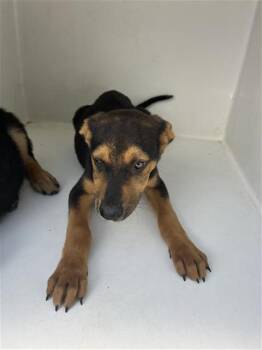 A657263 -  German Shepherd Dog and Doberman Pinscher Dog for Adoption in Houston, Texas - A657263 | PetCurious
