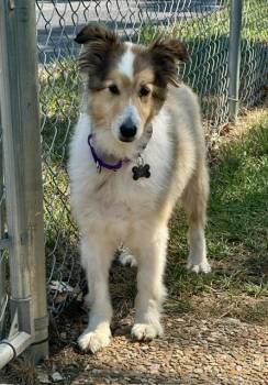 THEO -  Shetland Sheepdog Sheltie Dog for Adoption in Shell Knob, Missouri - THEO | PetCurious