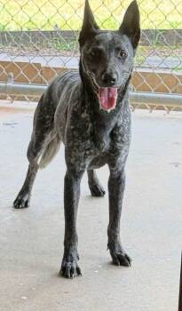 Covan -  Australian Cattle Dog Blue Heeler Dog for Adoption in Lakewood Ranch, Florida - Covan | PetCurious