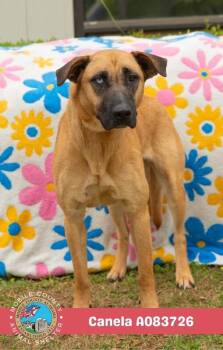 Canela -  Belgian Shepherd Malinois Dog for Adoption in Mobile, Alabama - Canela | PetCurious
