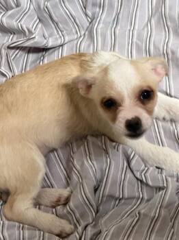 Chihuahua and Maltese Dogs Available for Adoption in West Milford, New Jersey - Jan | PetCurious