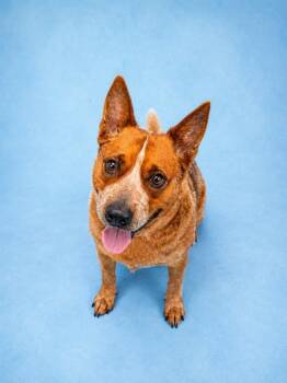 CINCH -  Australian Cattle Dog Blue Heeler Dog for Adoption in Westminster, Maryland - CINCH | PetCurious