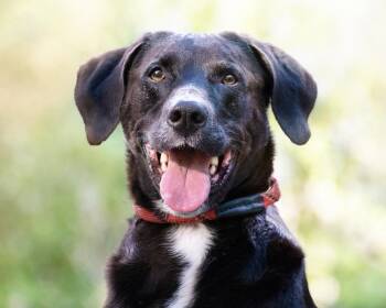 Finn - sweet boy -  Black Labrador Retriever Dog for Adoption in Boulder, Colorado - Finn - Sweet Boy | PetCurious