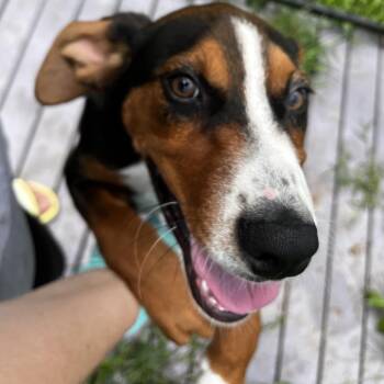 Moishe -  Treeing Walker Coonhound and Hound Dog for Adoption in Jacksboro, Tennessee - Moishe | PetCurious