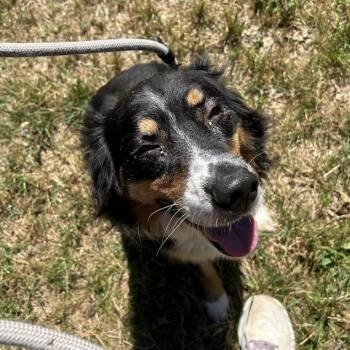 Barley -  Australian Shepherd Dog for Adoption in Lyndhurst, Virginia - Barley | PetCurious