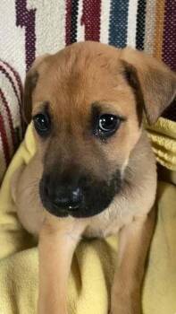 Mixed Breed Dogs Available for Adoption - Neeko Jay | PetCurious