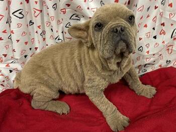 French Bulldog Dogs Available for Adoption - A606968 | PetCurious