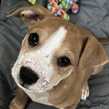 Perry -  Mixed Breed Dog for Adoption in Kennebunk, Maine - Perry | PetCurious