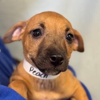 Princess Peach -  Pit Bull Terrier Dog for Adoption in Goleta, California - Princess Peach | PetCurious