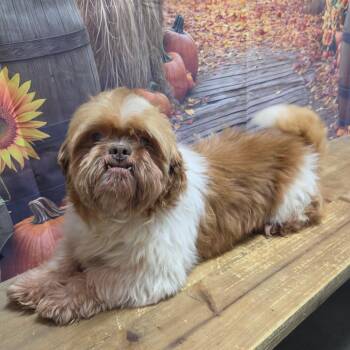 Sky Walker -  Shih Tzu Dog for Adoption in Normal, Illinois - Sky Walker | PetCurious