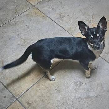 Rat Terrier and Chihuahua Dogs Available for Adoption in Atlanta, Georgia - Chili (GA) | PetCurious