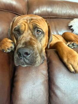 Mango -  Mastiff Dog for Adoption in Glendale, Arizona - Mango | PetCurious