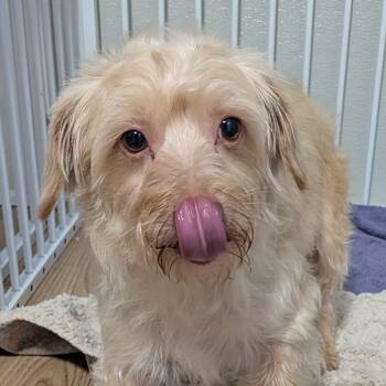 Funyun -  Terrier Dog for Adoption in Houston, Texas - Funyun | PetCurious