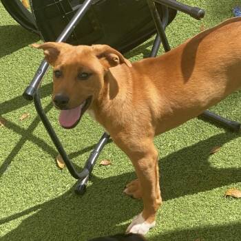 Shepherd and Beagle Dogs Available for Adoption in Loxahatchee Groves, Florida - Hopper 4297 | PetCurious