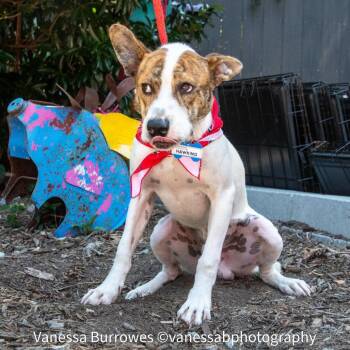 Hawking -  Hound Dog for Adoption in Wake Forest, North Carolina - Hawking | PetCurious