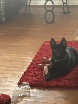 Dogs for Sale - Schip | PetCurious