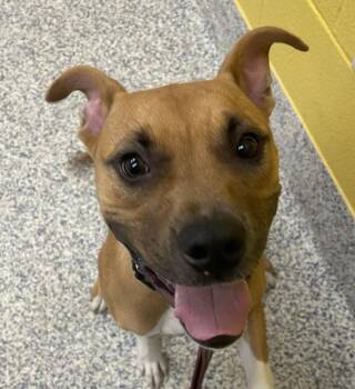 Prince -  Boxer and American Staffordshire Terrier Dog for Adoption in Golden, Colorado - Prince | PetCurious