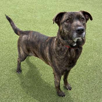 Mixed Breed Dogs Available for Adoption in New Bedford, Massachusetts - Daletta | PetCurious