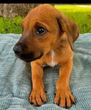 Baby Ben -  Hound Dog for Adoption in Washington, District Of Columbia - Baby Ben | PetCurious
