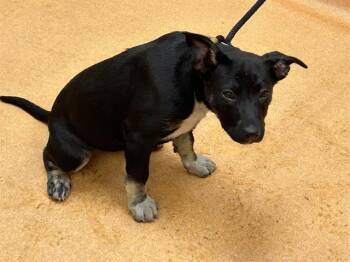 German Shepherd Dog and Pit Bull Terrier Dogs Available for Adoption in Martinez, California - MAKENZIE | PetCurious