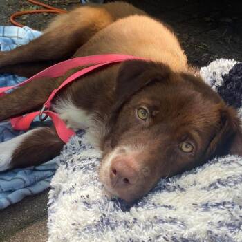 Sadie -  Spaniel Dog for Adoption in Campton Hills, Illinois - Sadie | PetCurious