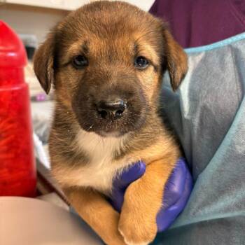 Maple -  Mixed Breed Dog for Adoption in Huntington, West Virginia - Maple | PetCurious