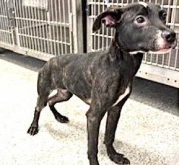 Plott Hound and Mixed Breed Dogs Available for Adoption in Houston, Texas - APPA | PetCurious