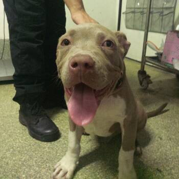 Fat Daddy -  Pit Bull Terrier Dog for Adoption in San Gabriel, California - Fat Daddy | PetCurious