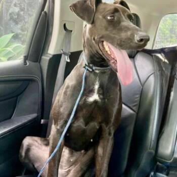 Doberman Pinscher Dogs Available for Adoption - DOTTIE | PetCurious