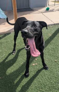 Norman -  Great Dane Dog for Adoption in Benson, Arizona - Norman | PetCurious