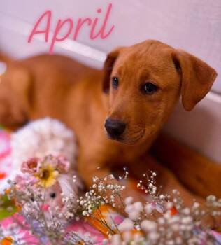 Labrador Retriever Dogs Available for Adoption in Brookfield, Wisconsin - April | PetCurious