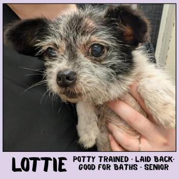 Lottie -  Chihuahua Dog for Adoption in Emporia, Kansas - Lottie | PetCurious