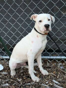 Pongo -  Mixed Breed Dog for Adoption in Huntsville, Alabama - Pongo | PetCurious