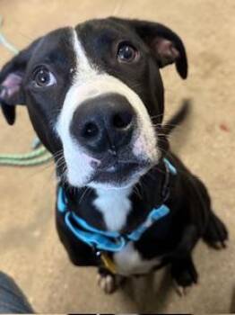 Rescue Pit Bull Terrier Dogs for Adoption in Cleveland, Ohio - Johnny Cash | PetCurious