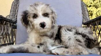 Cascille -  Aussiedoodle and Sheepadoodle Dog for Adoption in Ontario, California - Cascille | PetCurious
