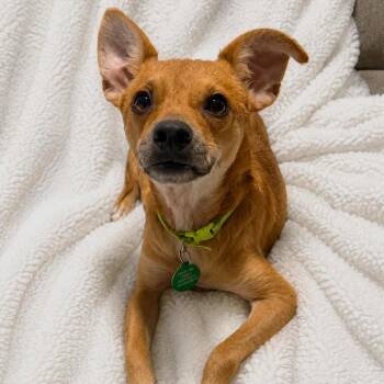 James HW+ -  Chihuahua Dog for Adoption in Tampa, Florida - James HW+ | PetCurious